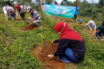 Upaya perbaikan lahan kritis di Batang