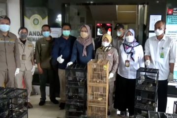 BBKP Surabaya gagalkan penyelundupan ribuan ekor burung asal Kalteng