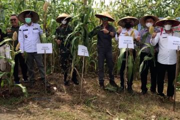 Majalengka kembangkan tanaman Sorgum sebagai alternatif pengganti Padi