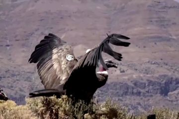 Tiga Condor Andes terbang kembali ke alam liar di Chili