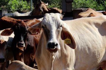 Aceh penuhi stok daging dari Sumut