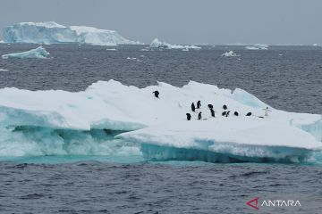 Investigasi dampak perubahan iklim pada koloni penguin di Antartika