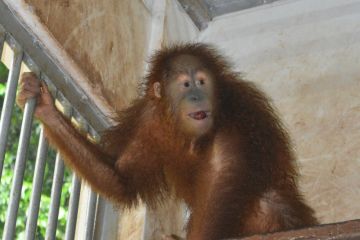 BBKSDA Sumut titipkan orangutan ke pusat rehabilitasi di Sibolangit
