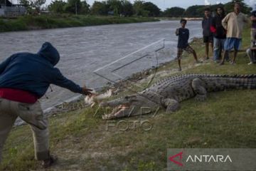 Buaya Liar Tarik Perhatian Warga