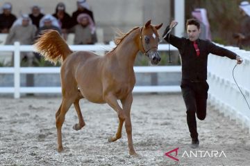 Kejuaraan kuda Arab internasional