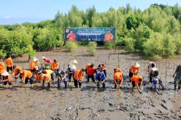 HUT Basarnas ke-50, bibit magrove ditanam di Pantai Untia Makassar