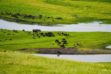 Lebih dari 733.300 hektare lahan di Mongolia Dalam, China, akan dihijaukan