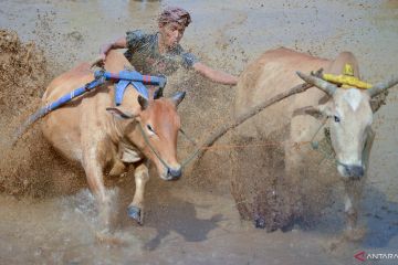 Ajang Pacu Jawi kembali di gelar