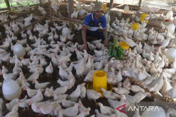 Usaha ternak ayam kalasan di Aceh Besar