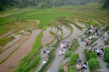 Pengembangan wisata kuliner di sawah pedesaan Limapuluhkota