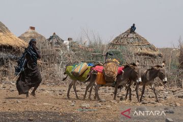 Uni Afrika larang perdagangan kulit keledai