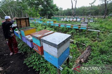 Rantau Karya, desa penghasil madu di Jambi