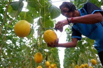 Budidaya melon hidroponik di Gorontalo