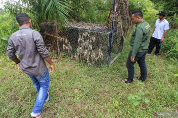 BKSDA Aceh siapkan senjata bius untuk tangkap harimau penyerang warga
