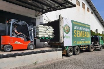 Indonesia ekspor 10 ton benih padi Sembada ke Brunei