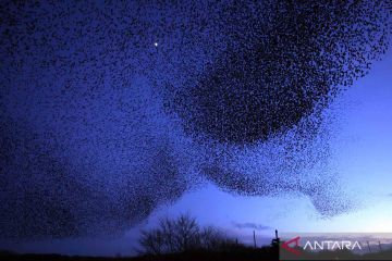 Ribuan burung jalak terbang berkelompok di Inggris