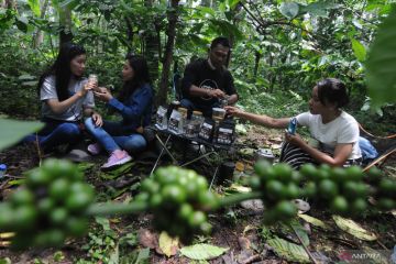 Barista kaki Gunung Merbabu tawarkan minum kopi langsung di kebunnya