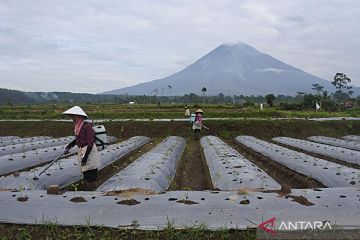 Petani di lereng Semeru mulai garap lahan kembali