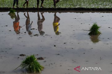 BPS: Upah nominal buruh tani Januari 2022 naik 0,72 persen