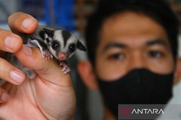 Potensi budi daya Sugar Glider