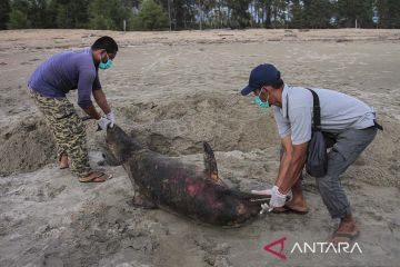 Lumba-lumba mati terdampar di pantai Aceh Jaya