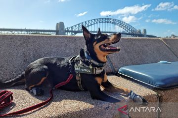 Anjing patroli bantu atasi camar pencuri makanan di Opera House