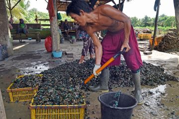 Pengamat sebut perizinan perikanan budi daya masih berbelit di daerah