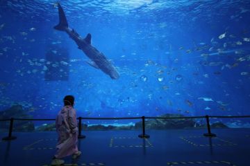 Hiu paus bionik hibur para pengunjung akuarium di Shanghai