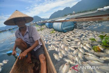 Tragis, 130 ton ikan mati di Danau Maninjau
