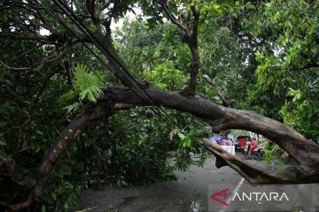 Pohon tumbang akibat angin kencang di Gowa