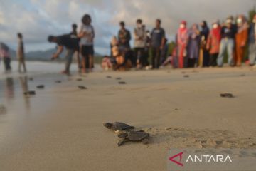 Pelepasan tukik lekang di Pantai Wisata Lhoknga Aceh Besar