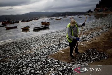 Ribuan ikan teri mati terdampar di pantai Chili