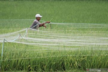 DPKP Jatim : Stok pupuk subsidi di Jawa Timur mencukupi