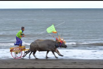 Tradisi Mekepung di Jembrana