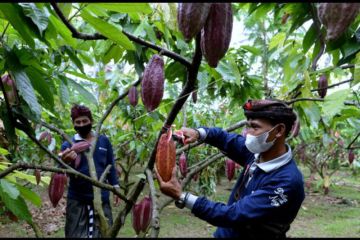 Agrowisata kebun kakao Jembrana