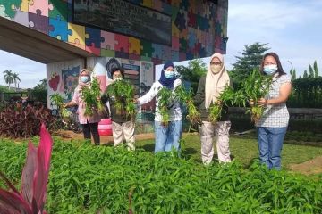 Sentra Sayur "Trasa Balong" Cipinang panen 20 kilogram kangkung