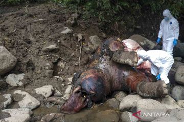 Seekor gajah sumatera liar ditemukan mati