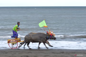 Tradisi Makepung di Bali