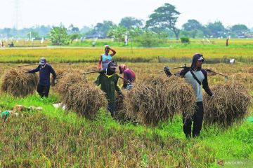 BPS: Upah buruh tani nasional pada Mei 2022 naik 0,21 persen