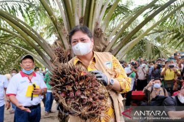 Pemerintah akselerasi peremajaan sawit rakyat di Kabupaten Siak