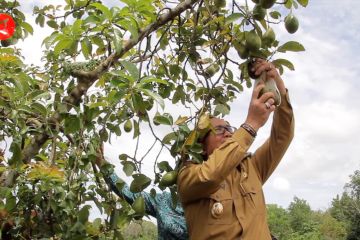 Kabupaten Kubu Raya perkuat sektor ekonomi produktif