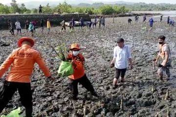 Basarnas Kendari tanam 1.000 bibit mangrove di Teluk Bungkutoko