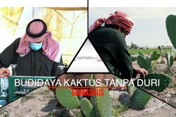 Budidaya kaktus tak berduri di pinggir perdesaan Damaskus