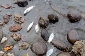Diduga tercemar limbah amoniak, ikan di perairan Aceh Utara mati