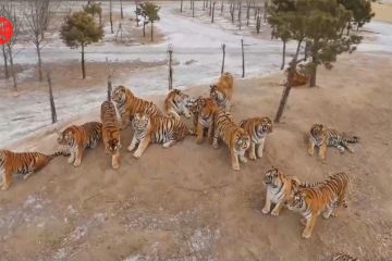 Populasi harimau Siberia di China meningkat berkat penangkaran