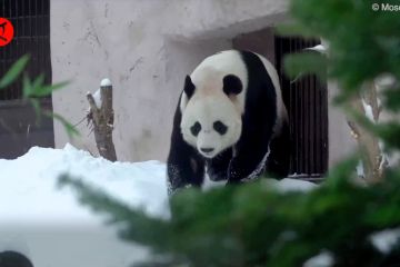 Kebun Binatang Moskow beri hadiah Tahun Baru untuk panda raksasa