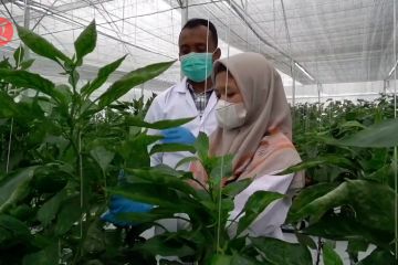 Mentan dorong program pelatihan untuk 2,5 juta petani milenial