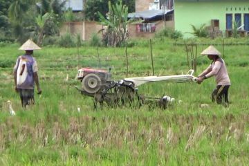 Penduduk bertambah, target produksi padi Kota Padang meningkat