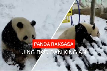 Polah menggemaskan panda raksasa di penangkaran berselimut salju