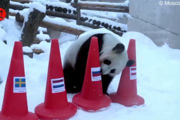 Panda raksasa di Rusia prediksi hasil Olimpiade Beijing 2022
